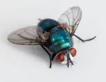fly