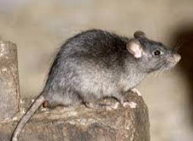 rat