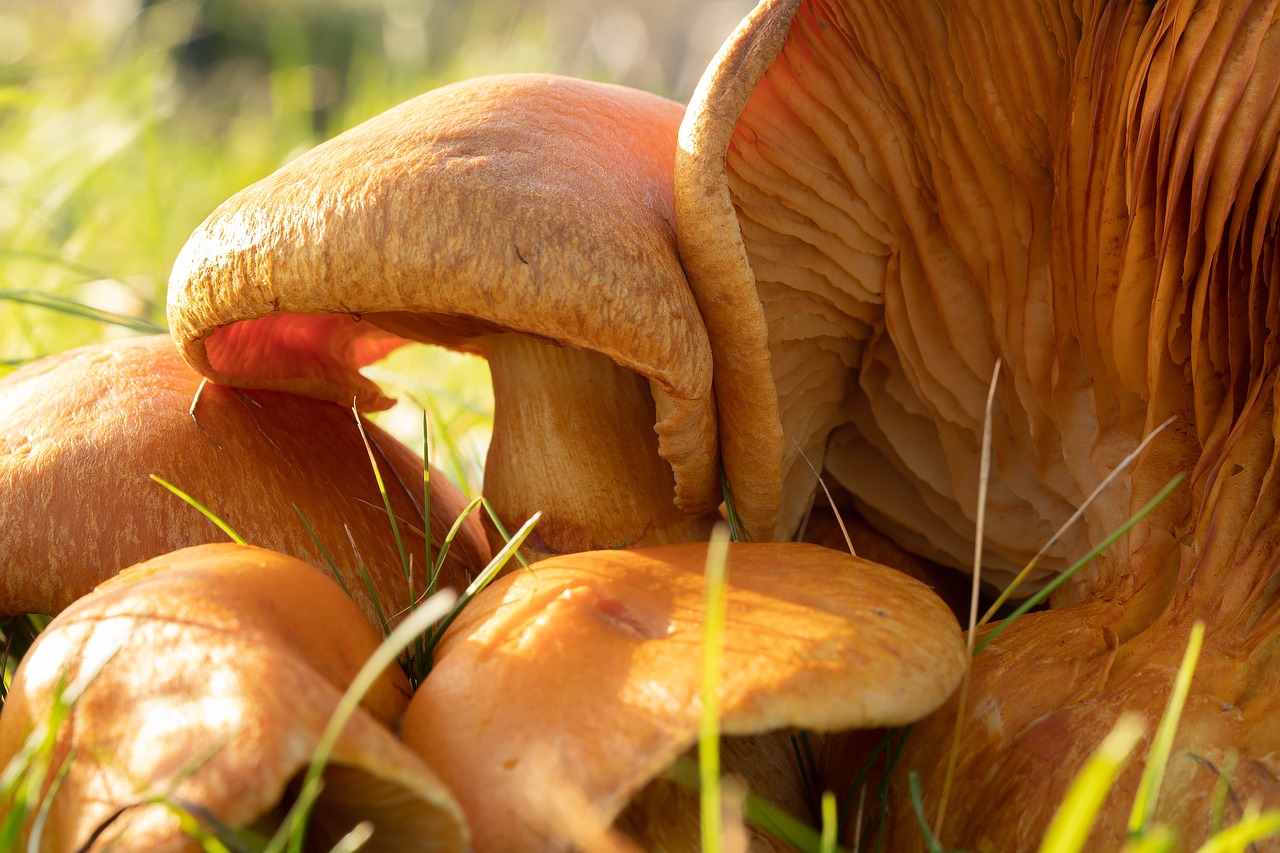 mushrooms growth